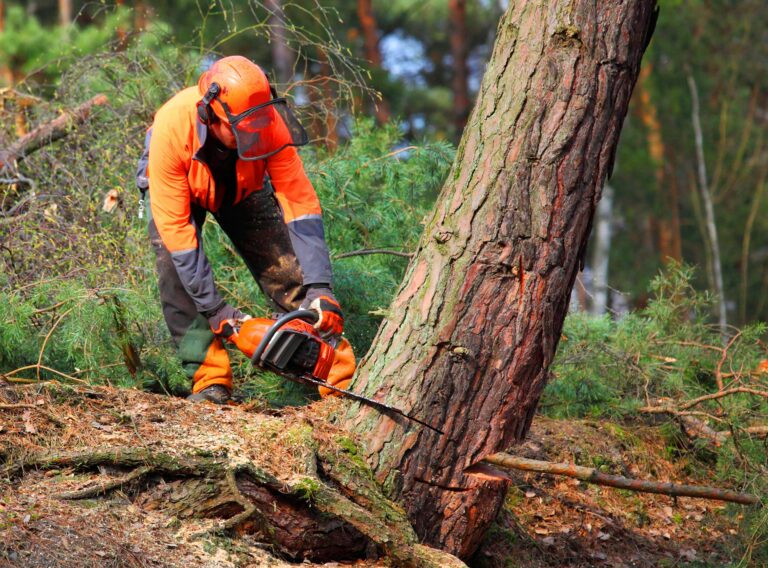 tree-removal-service-in-marietta-arborist-3
