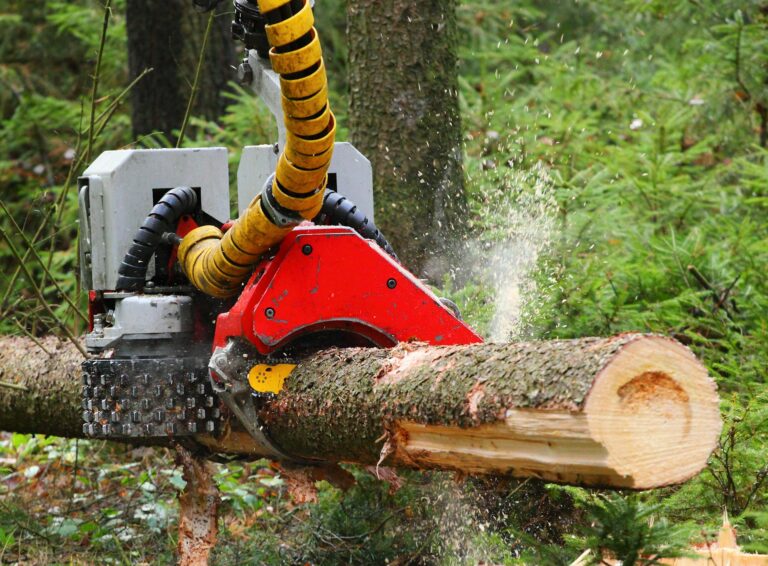 tree-removal-service-marietta-servcies