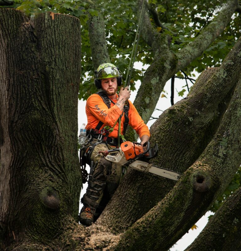 tree-removal-service-in-marietta-arborist-1
